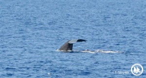 srilanka-tail