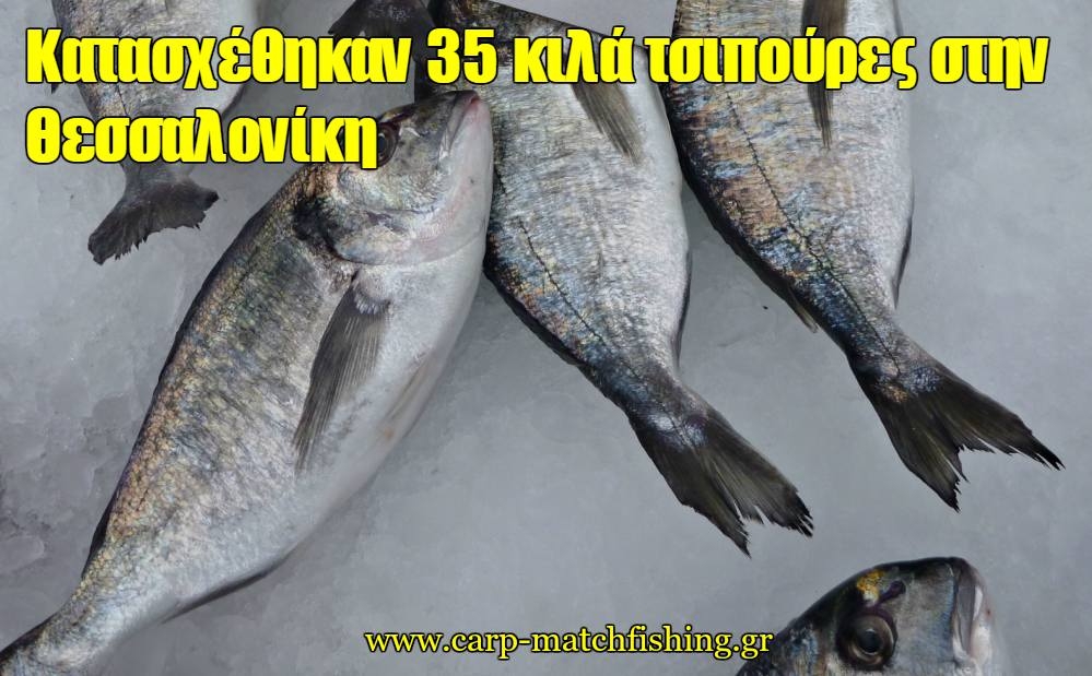 Θεσσαλονίκη: Κατασχέθηκαν 35 κιλά τσιπούρες στη Νέα Μηχανιώνα