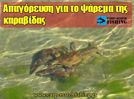 Απαγόρευση του ψαρέματος της καραβίδας