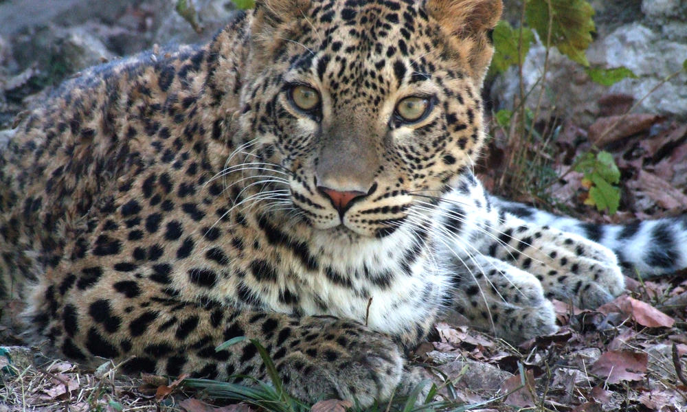 persian_leopard.jpg