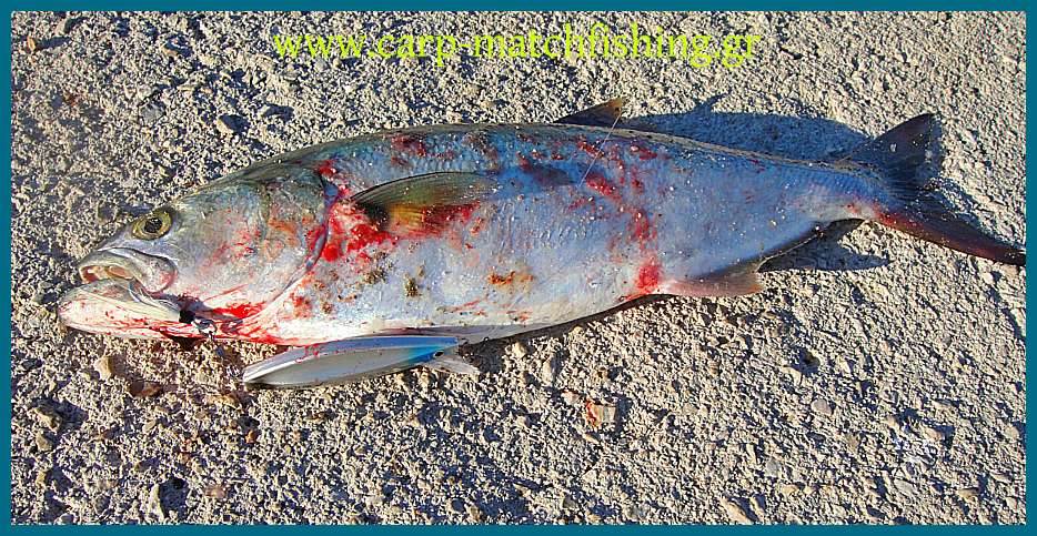 www.carp-matchfishing.gr. Spinning για γοφάρια σε δυνατά θαλάσσια ρεύματα