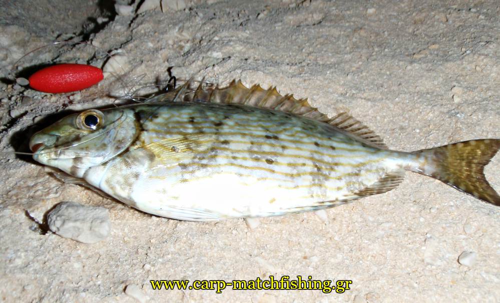 rock-fishing-germanos-carpmatchfishing