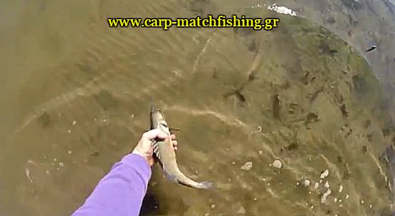 lavraki-catch-and-release-carpmatchfishing-spinning