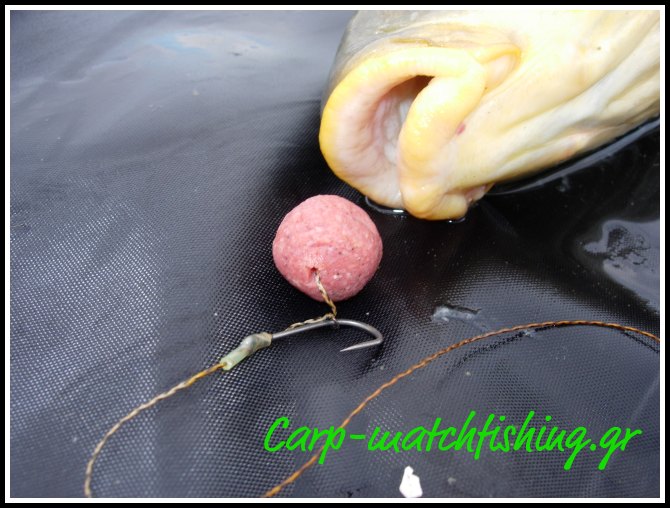 carpboilie