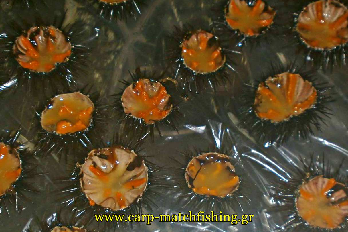 prostima-gia-psarema-axinon-kath-carpmatchfishing