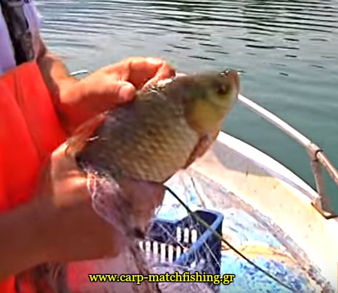 limni-polifitou-dixtya-petalouda-carpmatchfishing