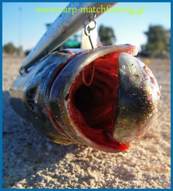 www.carp-matchfishing.gr. Spinning για γοφάρια σε δυνατά θαλάσσια ρεύματα