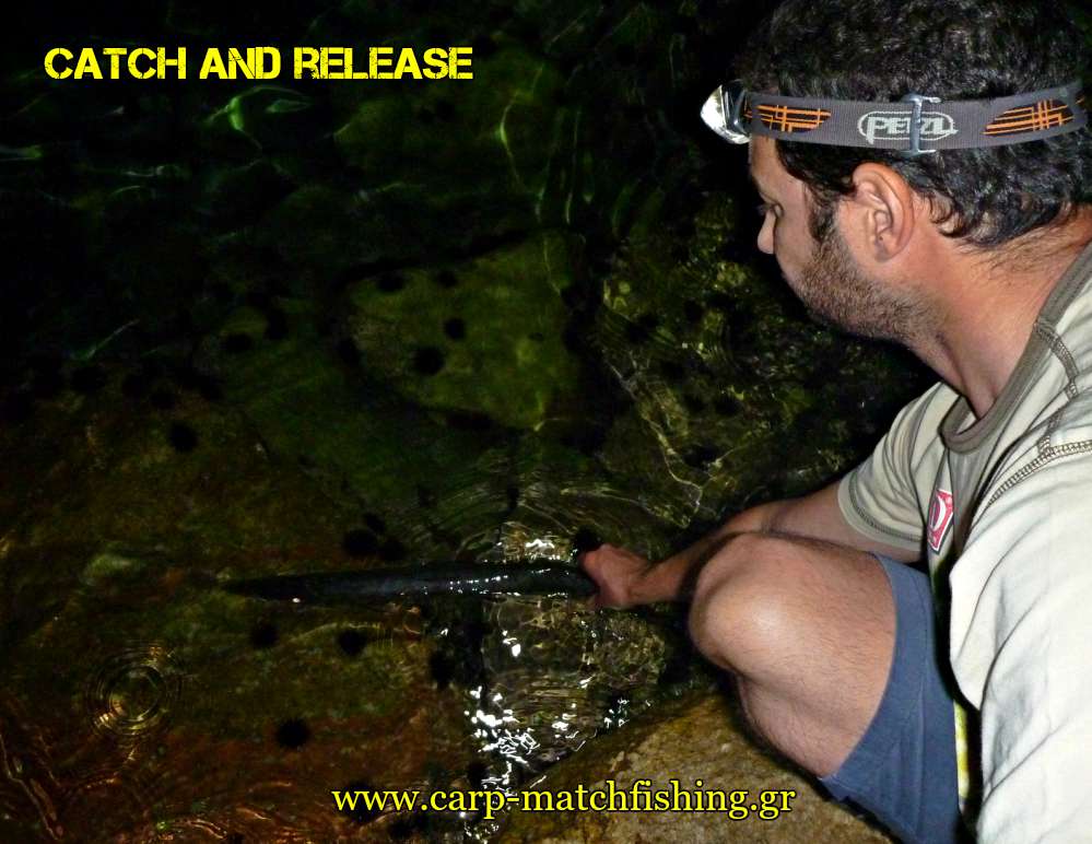 catch-and-release-loutsos-lrf-carpmatchfishing