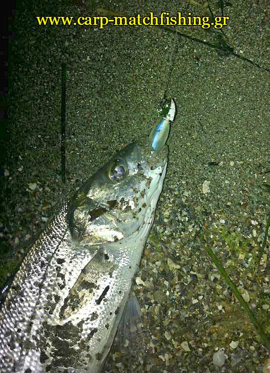 lavraki-silikoni-spinning-se-ekvoles-potamion-carpmatchfishing
