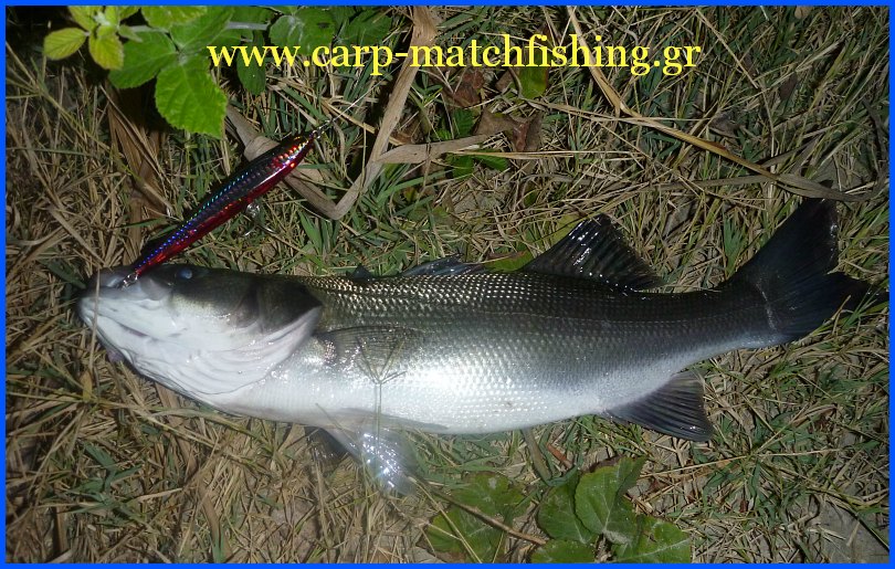 lipless-lavraki-carpmatchfishing.gr