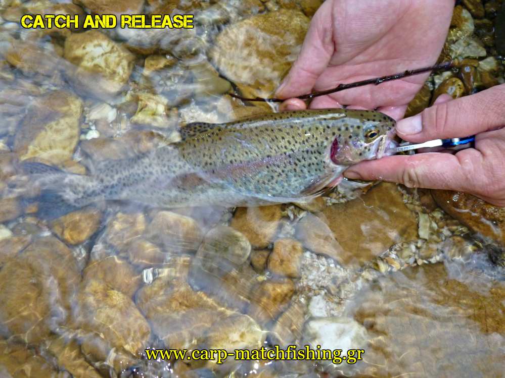 rainbow-trout-water-catch-and-release-carpmatchfishing