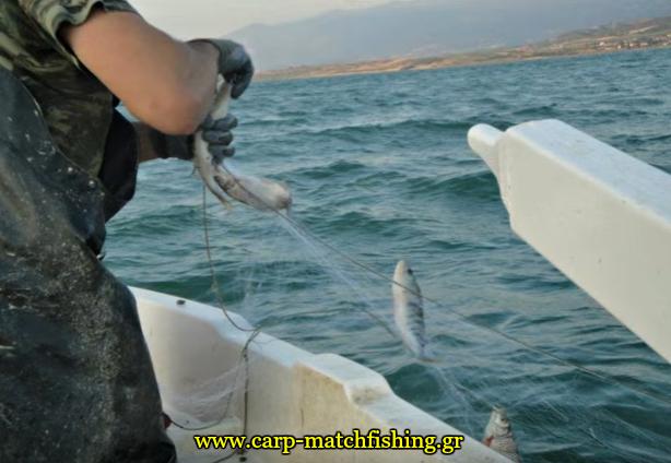 limni-polifitou-dixtya--2-carpmatchfishing