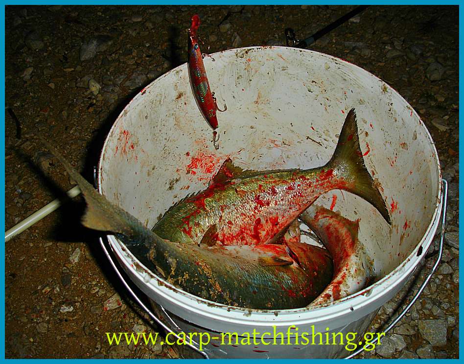www.carp-matchfishing.gr. Spinning για γοφάρια σε δυνατά θαλάσσια ρεύματα