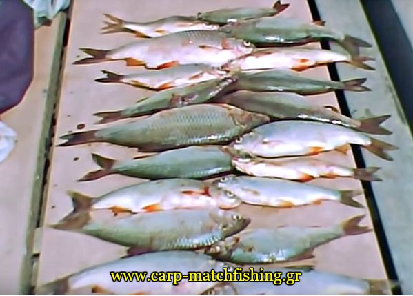 limni-polifitou-psaria-carpmatchfishing