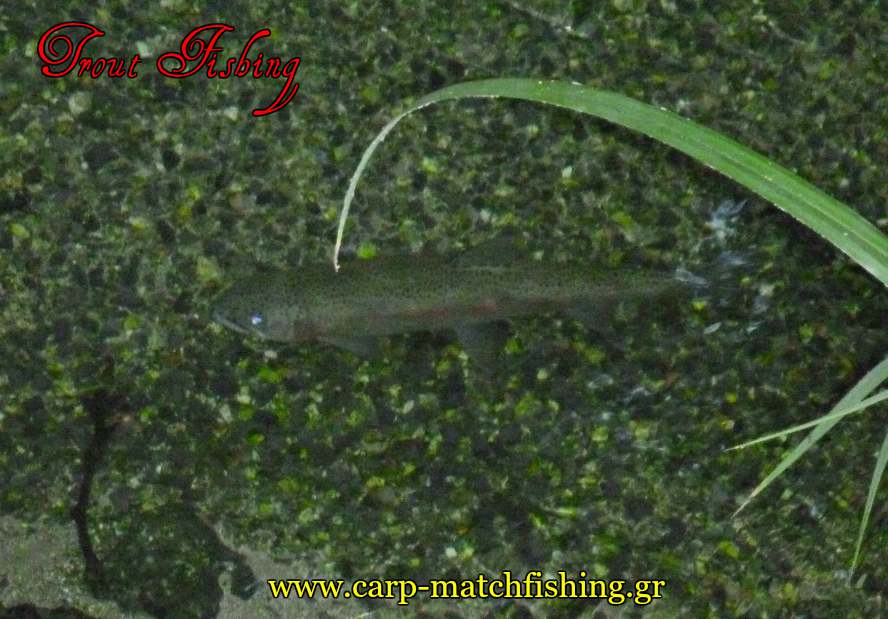 trout-live-swimming0in-freshwater-spinning-carpmatchfishing