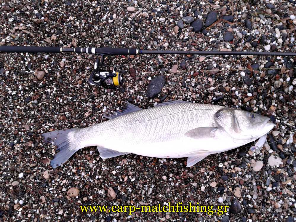 spinning-tips-sea-bass-sand-carpmatchfishing