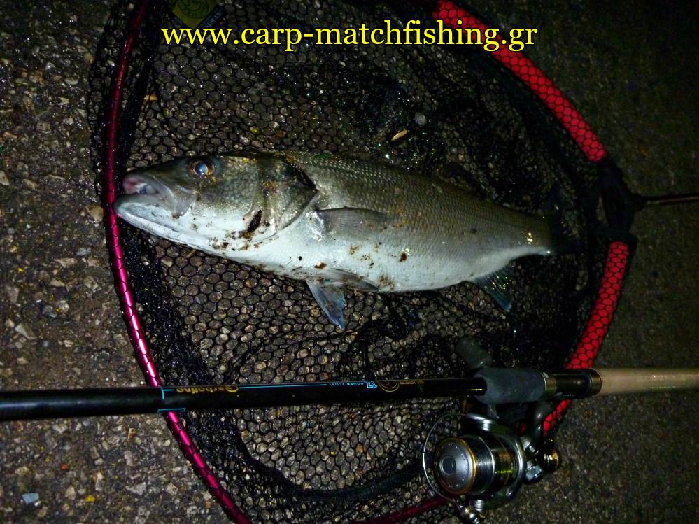 lavraki-apoxi-malagra-angry-fish-gfs-carpmatchfishing