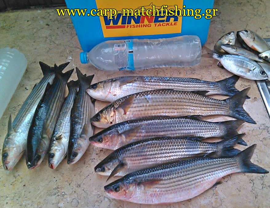 kefaloi-mullets-match-carpmatchfishing