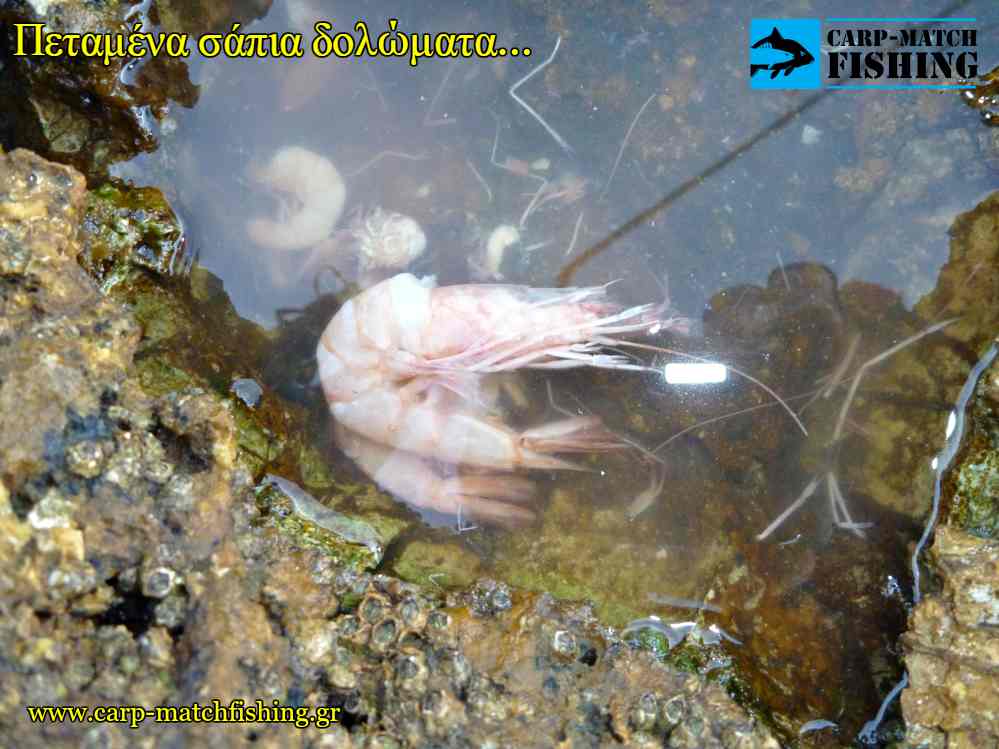 petamena sapia dolomata carpmatchfishing