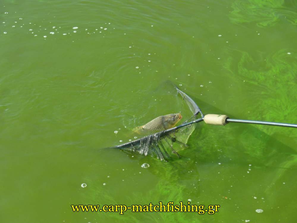agonas-kuprinou-net-carpmatchfishing