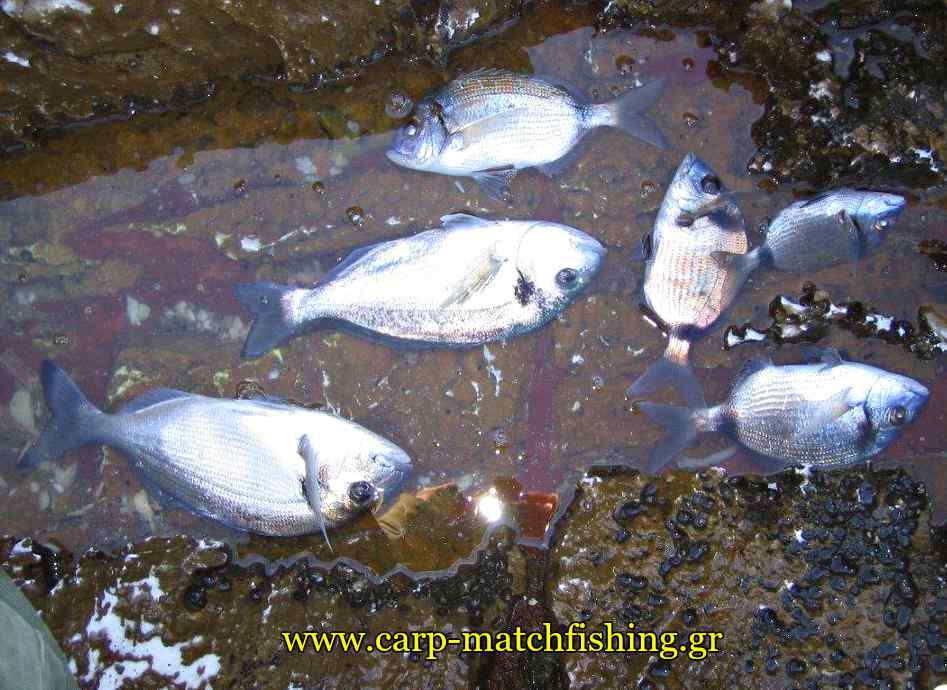 psaria-casting-nero-carpmatchfishing