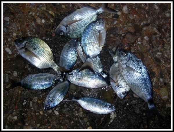 sargoi-melanouria