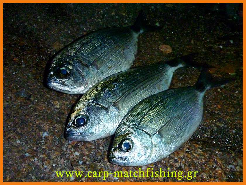 www.carp-matchfishing.gr. To ψάρεμα του μεγάλου μελανουριού με ζωντανό δόλωμα
