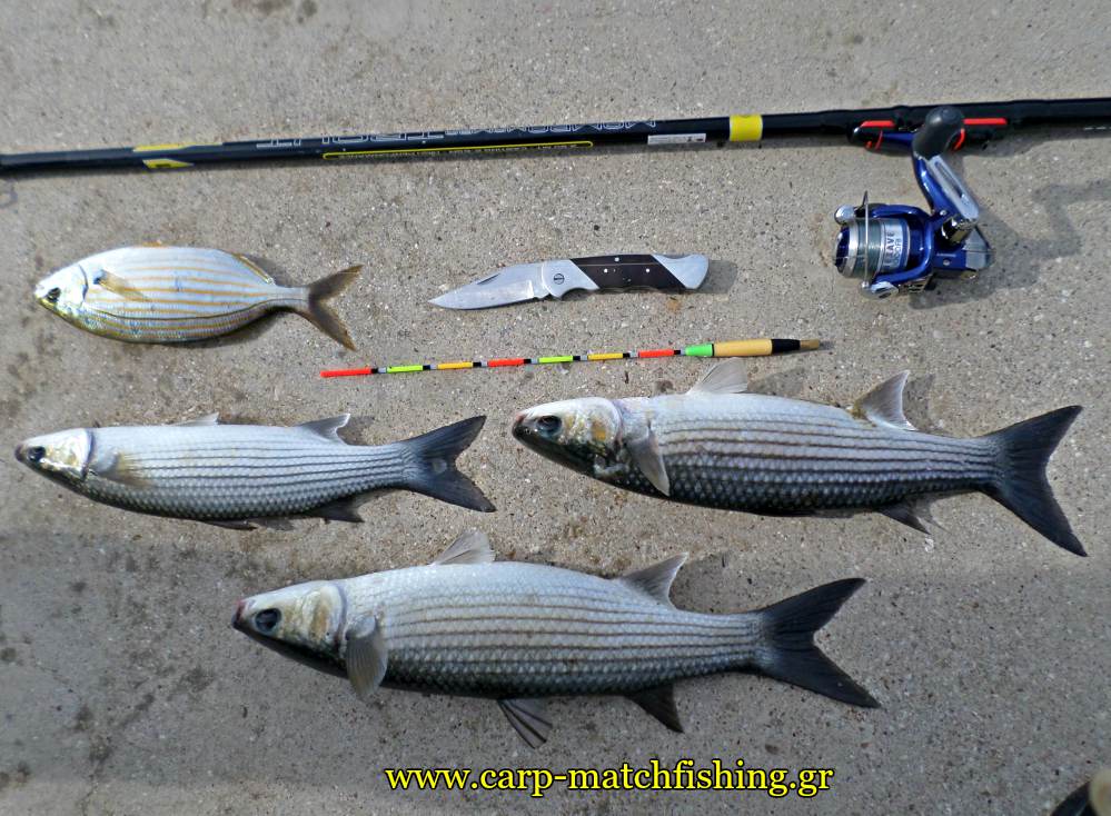 matchfishing-kefaloi-mullets-rod-carpmatchfishing