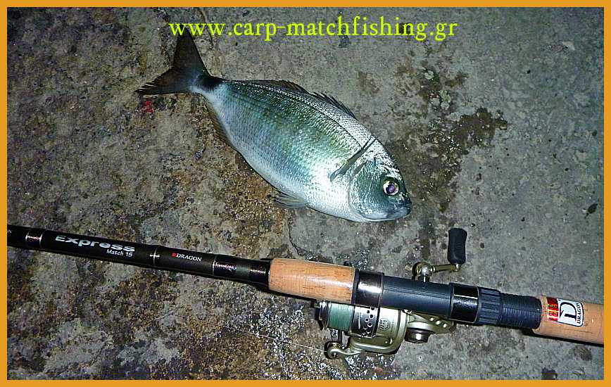 www.carp-matchfishing.gr. To ψάρεμα του μεγάλου μελανουριού με ζωντανό δόλωμα