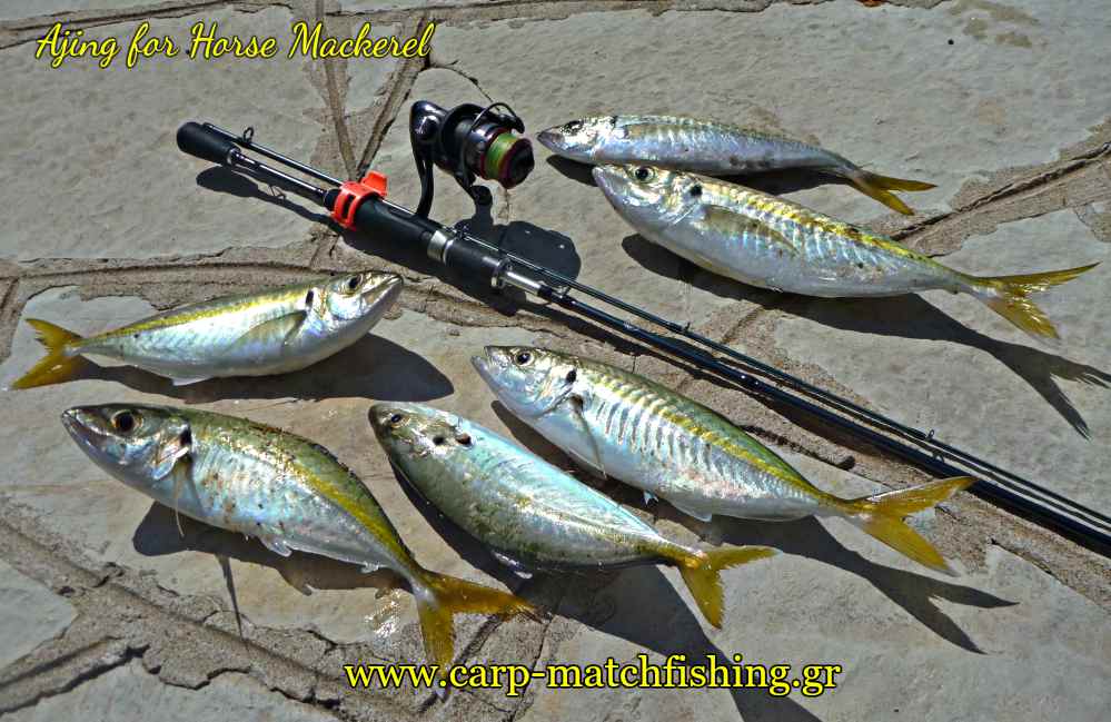 ajing-for-horse-mackerel-kokkalia-carpmatchfishing