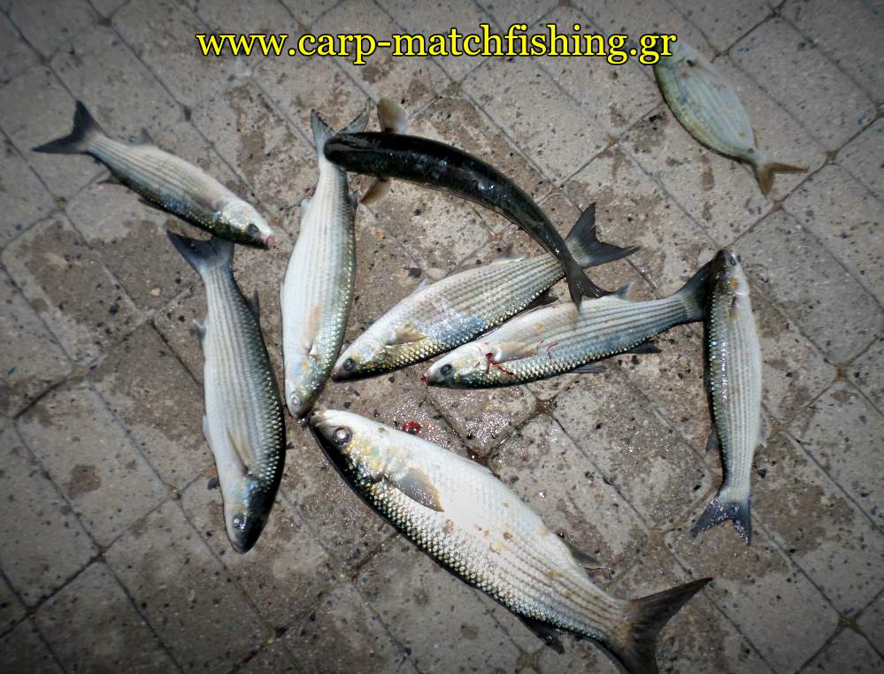 kefaloi-match-fishing-carpmatchfishing