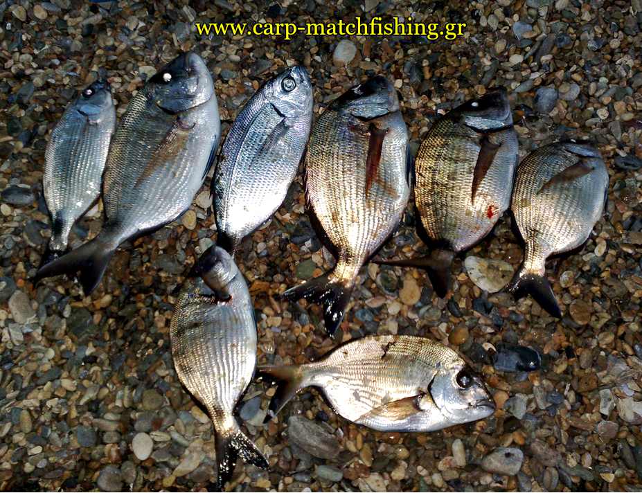 serifos-psarema-sargoi-casting-carpmatchfishing