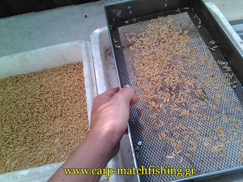 bigattino-katharismos-deadmaggots-carpmatchfishing
