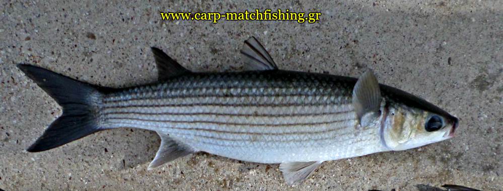 matchfishing-mullet-kefalos-carpmatchfishing
