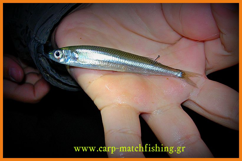 www.carp-matchfishing.gr. To ψάρεμα του μεγάλου μελανουριού με ζωντανό δόλωμα