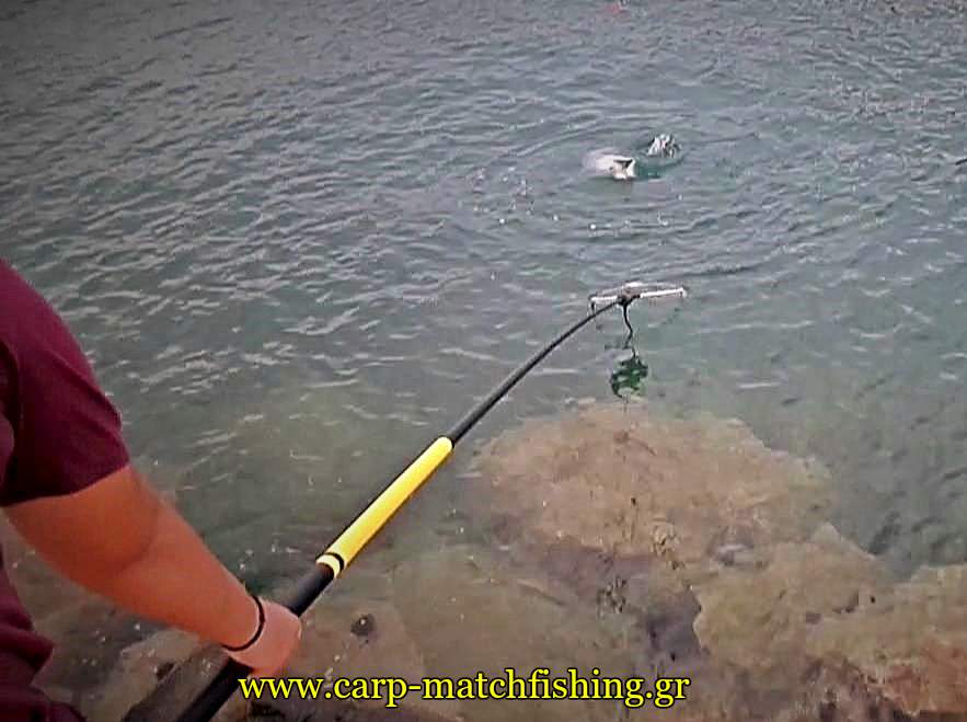 match-fishing-kefaloi-apoxi-carpmatchfishing