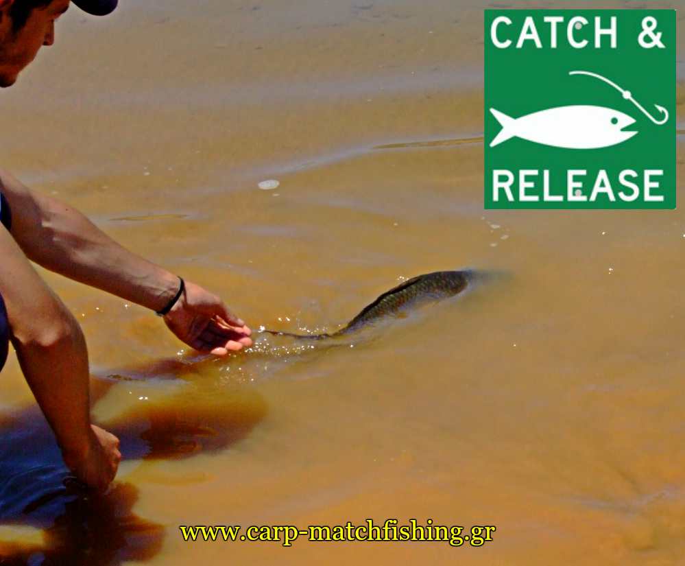 catch and release carps pl carpmatchfishing