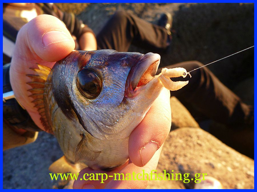 sargos-maggots-biggattino-carp-matchfishing-gr.jpg