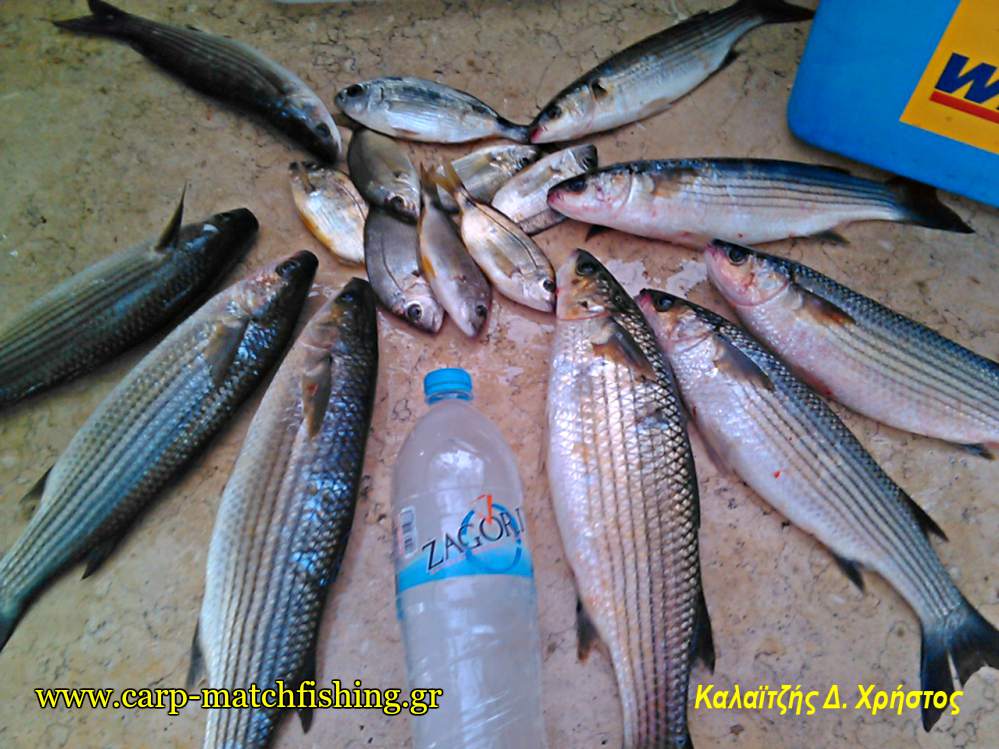 kefaloi-sparoi-matchfishing-carpmatchfishing