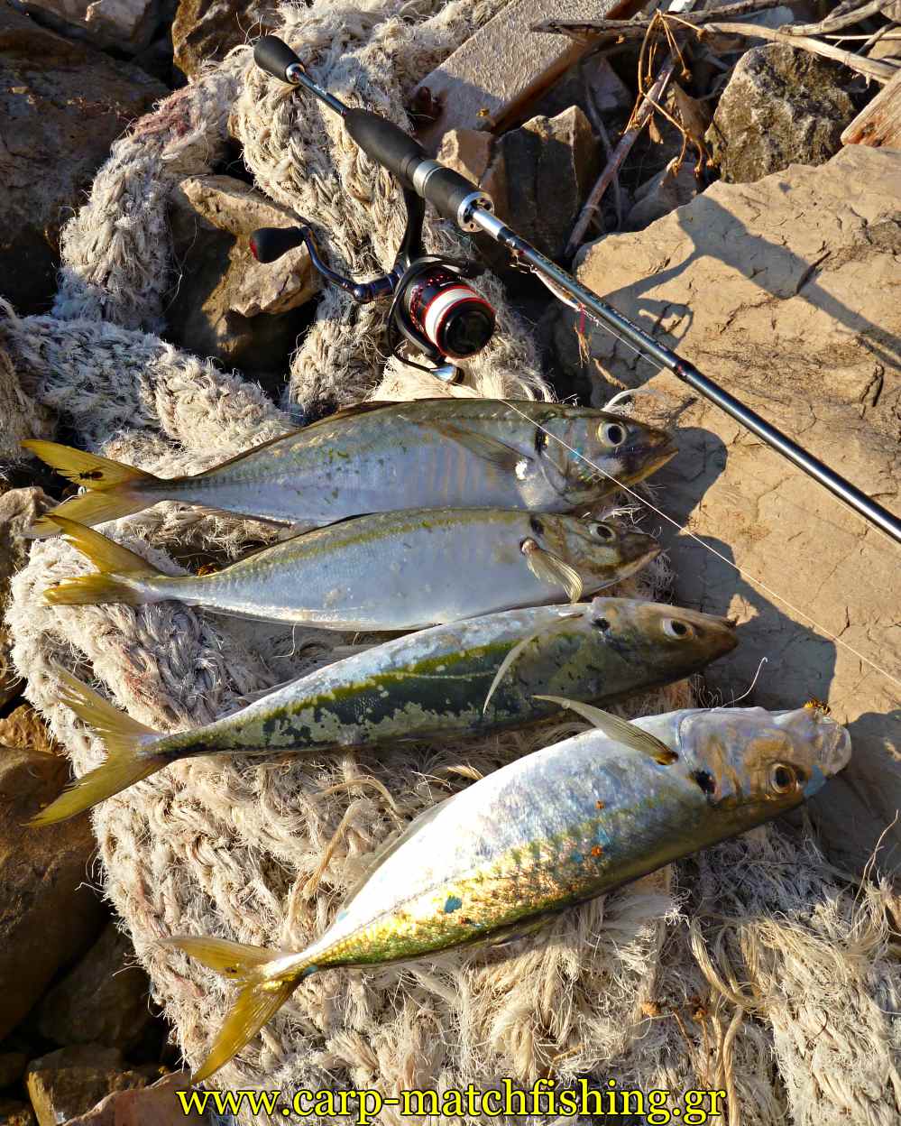 ajing-horse-mackerel-metal-jigs-kokkalia-4-carpmatchfishing