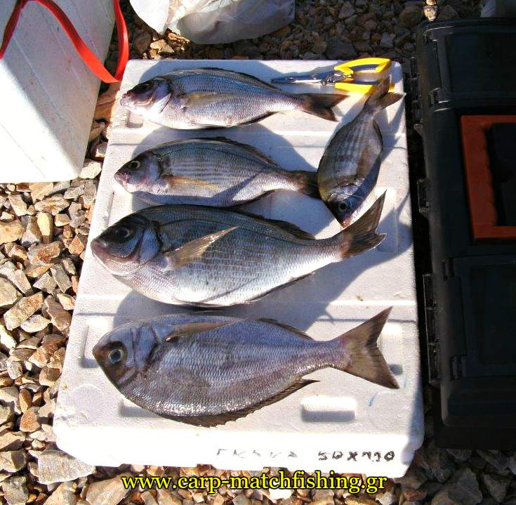 trikeri-casting-skatharia-carpmatchfishing