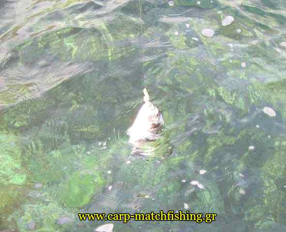 tsipoura-water-monodoli-carpmatchfishing