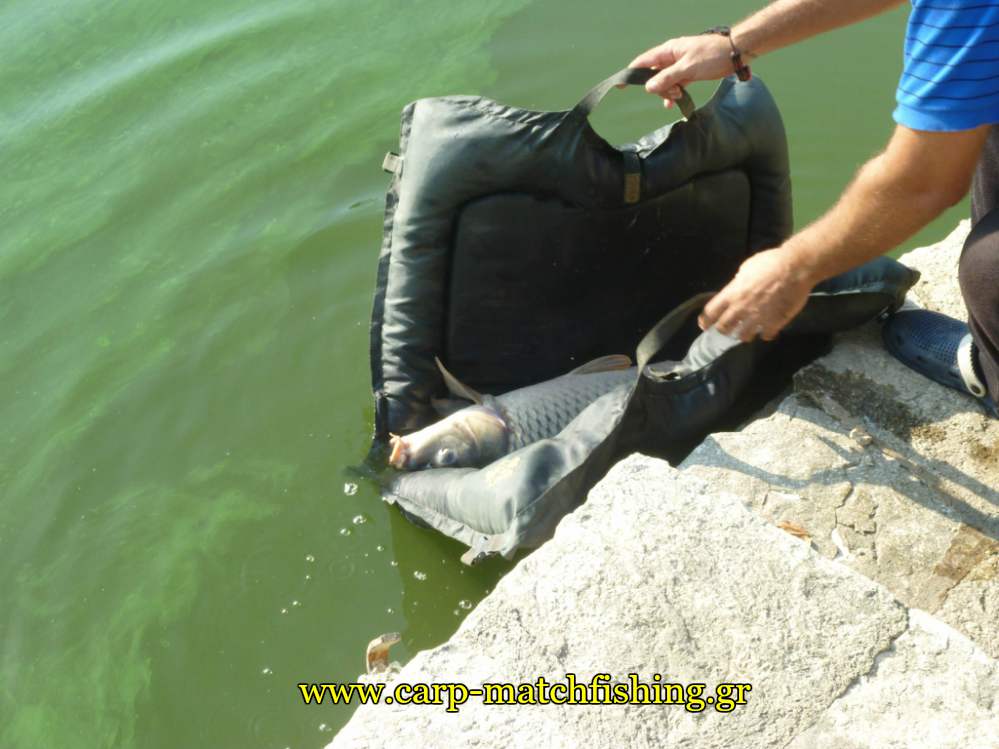 catch-and-release-carp-giannena-carpmatchfishing