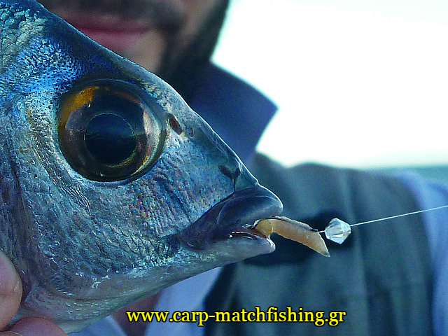 xantra-stoma-sargos-carpmatchfishing