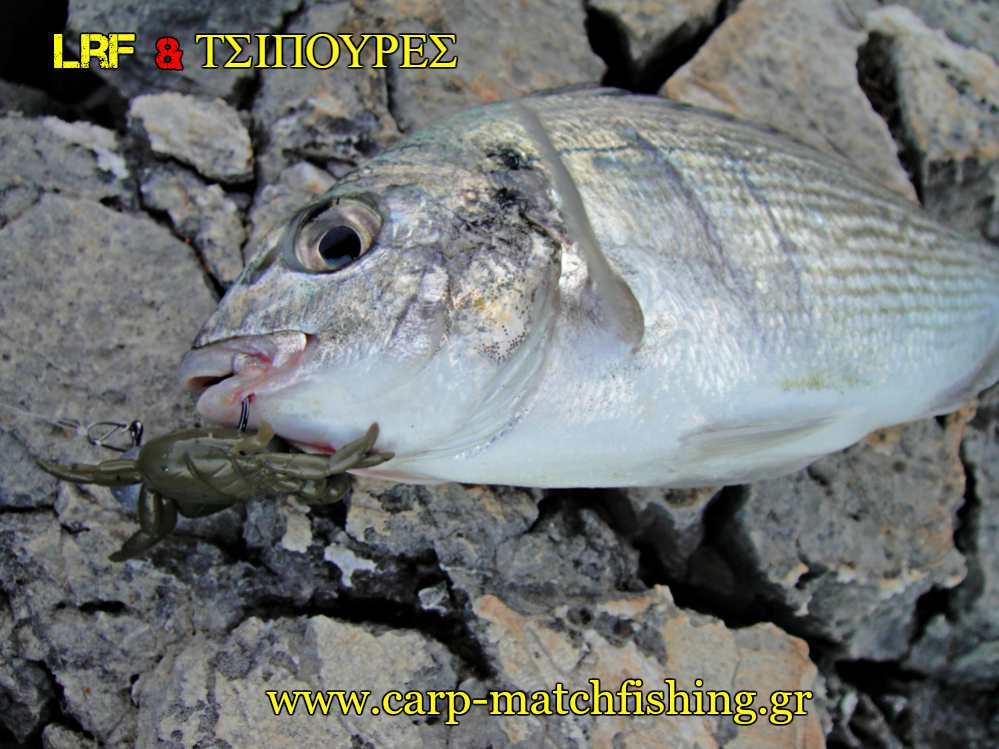 lrf-kai-tsipoures-crab-mouth-light-rock-fishing-carpmatchfishing
