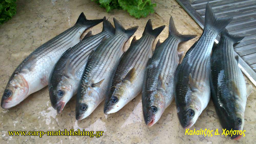 big-mullets-kefaloi-matchfishing-eggleziko-carpmatchfishing