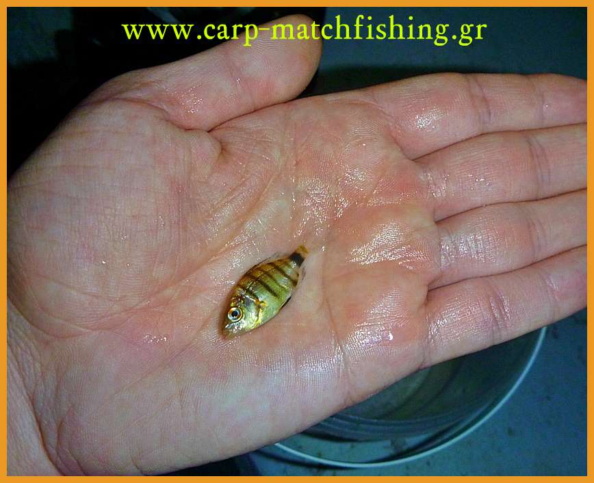 www.carp-matchfishing.gr. To ψάρεμα του μεγάλου μελανουριού με ζωντανό δόλωμα