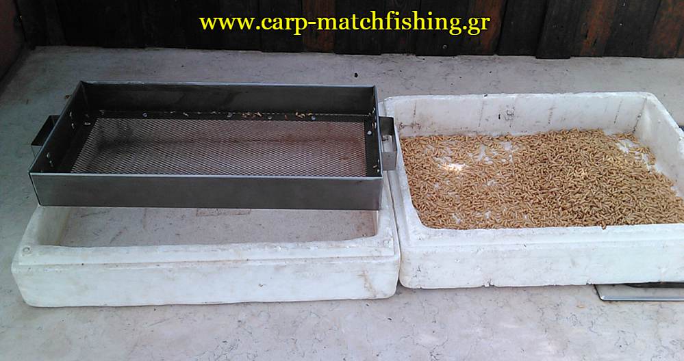 bigattino-katharismos-2-carpmatchfishing