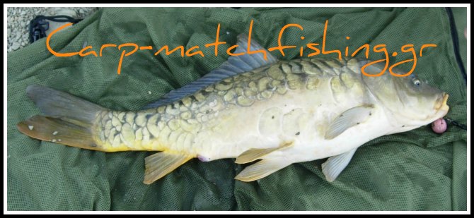 carp κυπρίνος