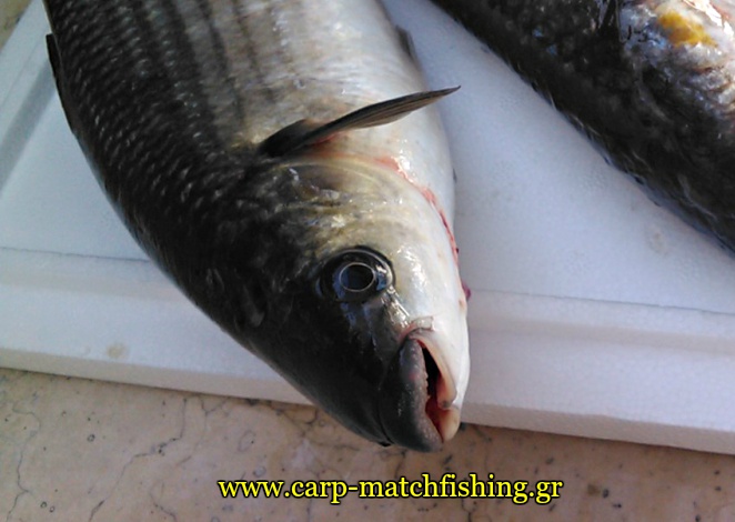 kefalos-mullet-matchfishing-carpmatchfishing